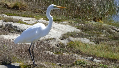 the new-zealand kotuku (maori) or white heron